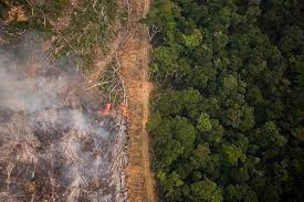 Governo nega desmatamentos enquanto Brasil registra recordes de perda florestal
