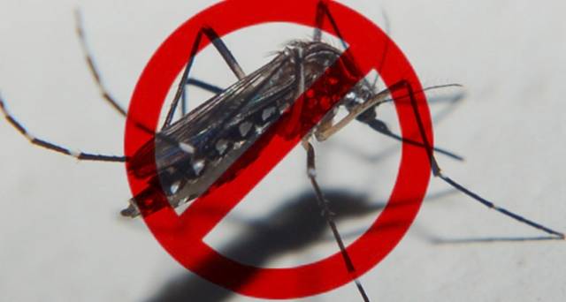 10 Minutos Contra Dengue