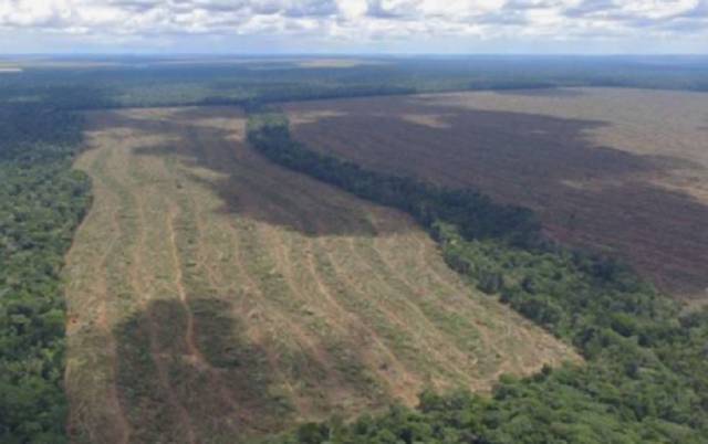 A luta contra o desmatamento, agrotóxicos, transgênicos e a violência no campo