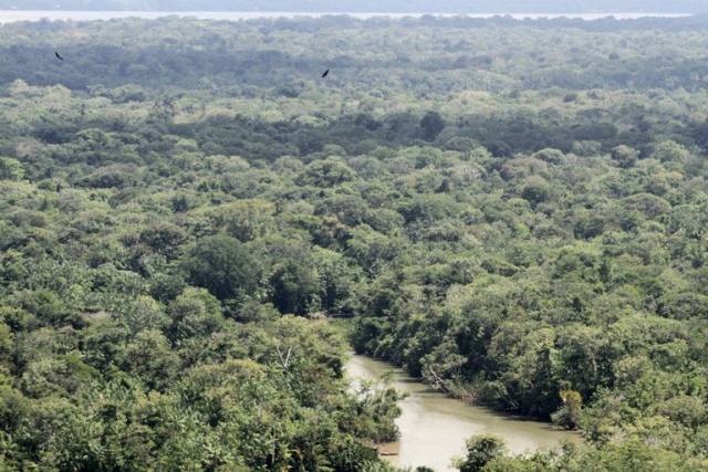 Brasil e quatro países abrigam 70% do que resta de natureza intocada