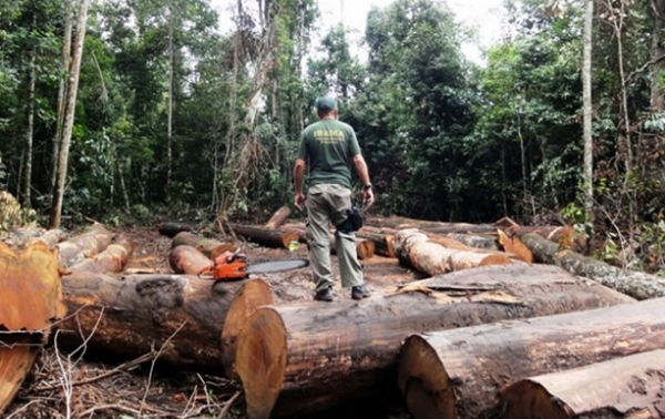 Desmatamento na Amazônia aumenta 212% em outubro