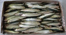 SARDINHADA NO SANTANDER