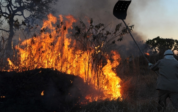 Floresta amazônica está a caminho de se tornar um imenso pasto